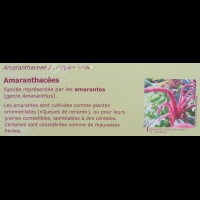 Famille Amaranthacees ou Amaranthaceae (txt)